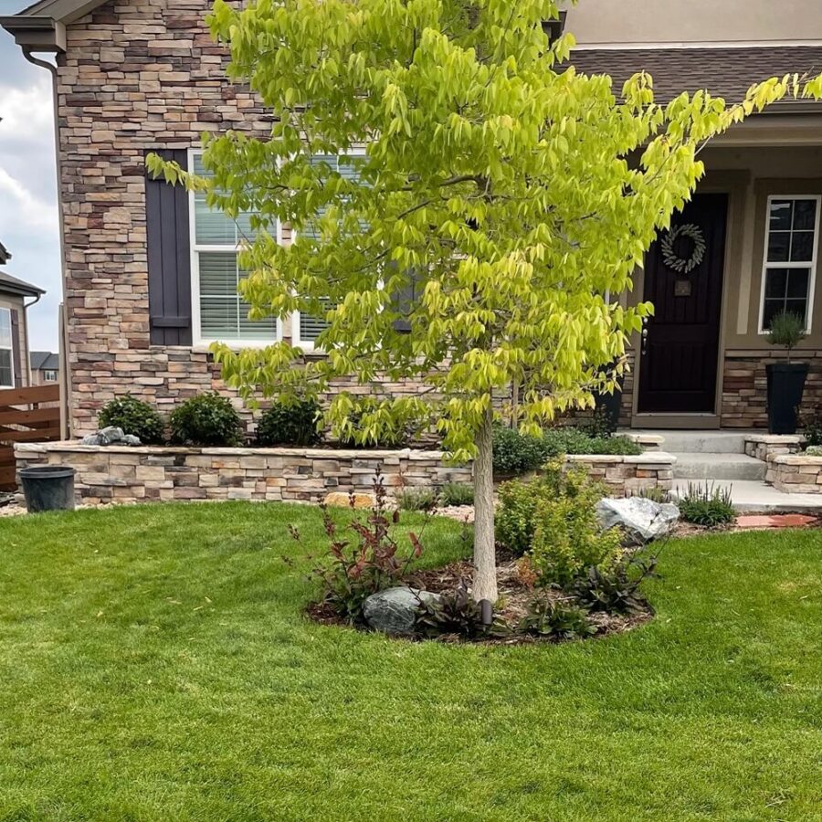 New Resident and Landscaping in Erie Colorado